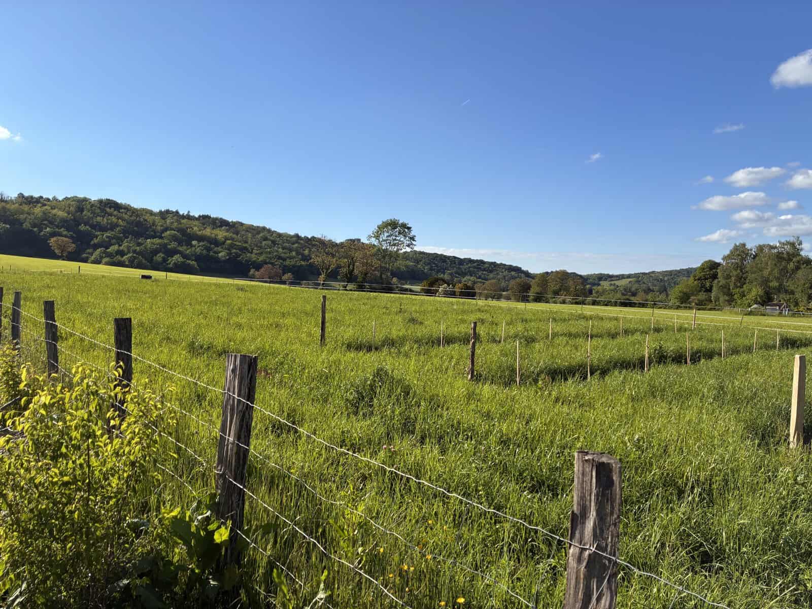 Vue du verger de morus juste après plantation à Pomaria