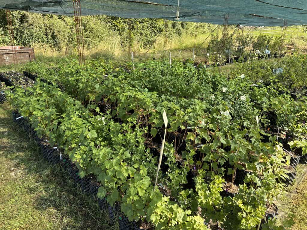 Pépinière hors-sol Pomaria — plants de petits fruits en pots