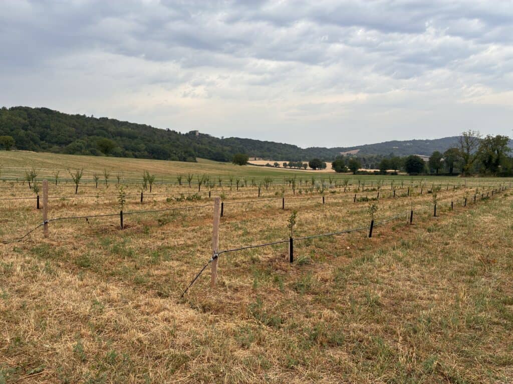 Rangs de plaqueminier année 1 - été au verger Pomaria