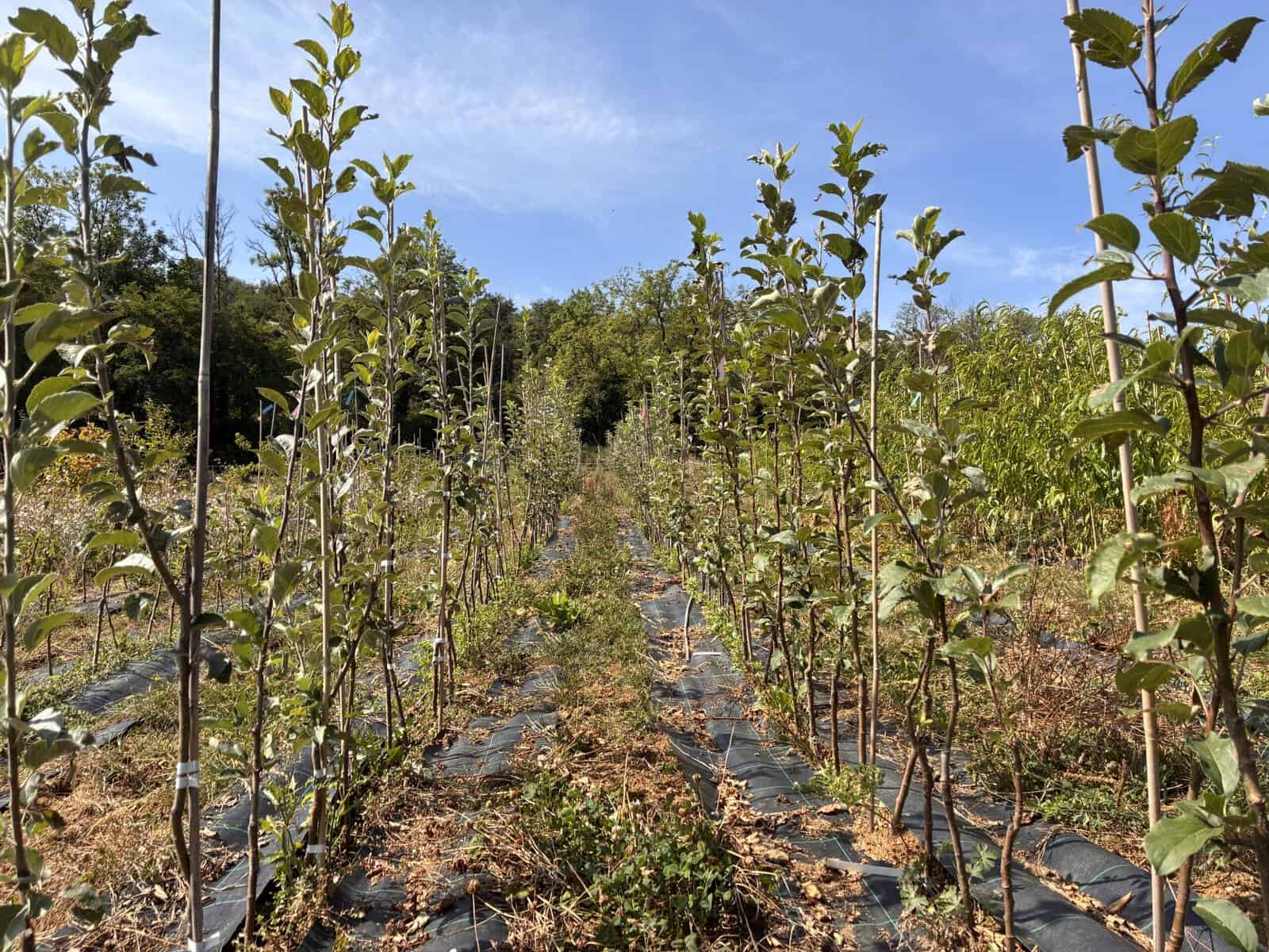 Vue sur les scions de pommiers à la pépinière Pomaria (arbres fruitiers vendus en racine nue