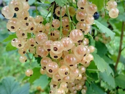 Ribes rubrum - Bar le Duc Blanche