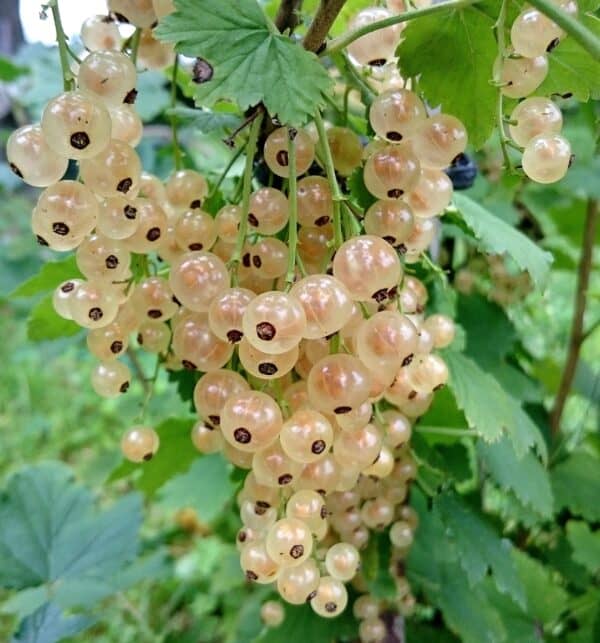 Ribes rubrum - Bar le Duc Blanche