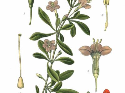 232_Lycium_barbarum_L