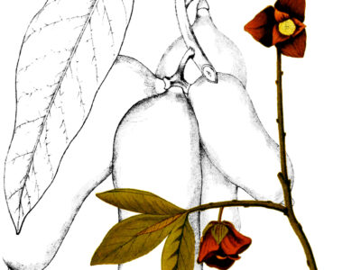 Assimila triloba - asiminier