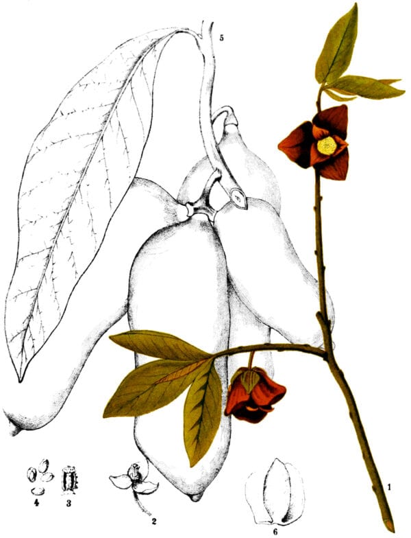 Assimila triloba - asiminier