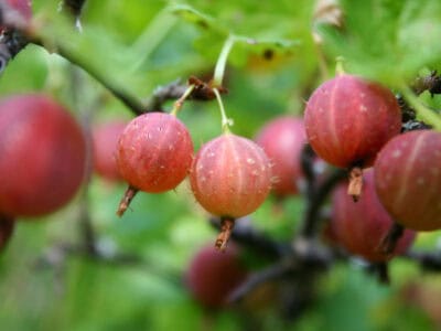 RIBES UVA-CRISPA 'Spine Free'