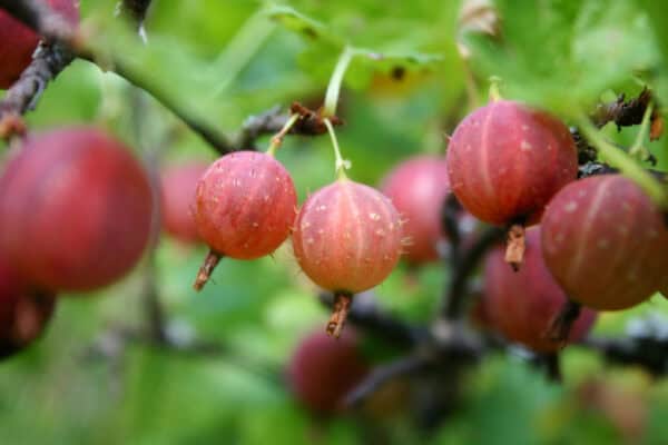 RIBES UVA-CRISPA 'Spine Free'