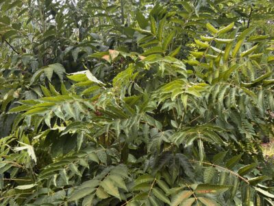 Arbres à salade - cédrèle de chine (toona sinensis) flamdingo