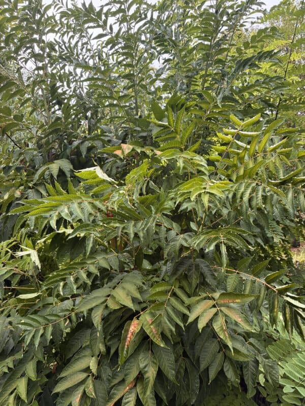 Arbres à salade - cédrèle de chine (toona sinensis) flamdingo