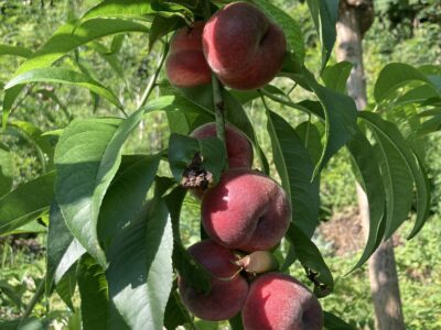 Pêcher – Rouge d’Occitanie - bio