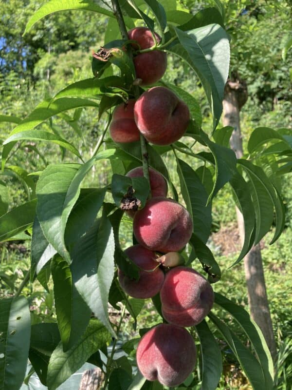 Pêcher – Rouge d’Occitanie - bio