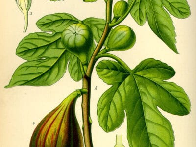 Ficus carina - Figuier