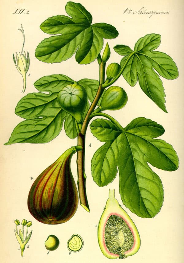 Ficus carina - Figuier