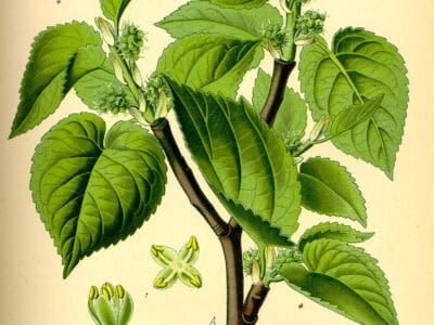Morus ssp.