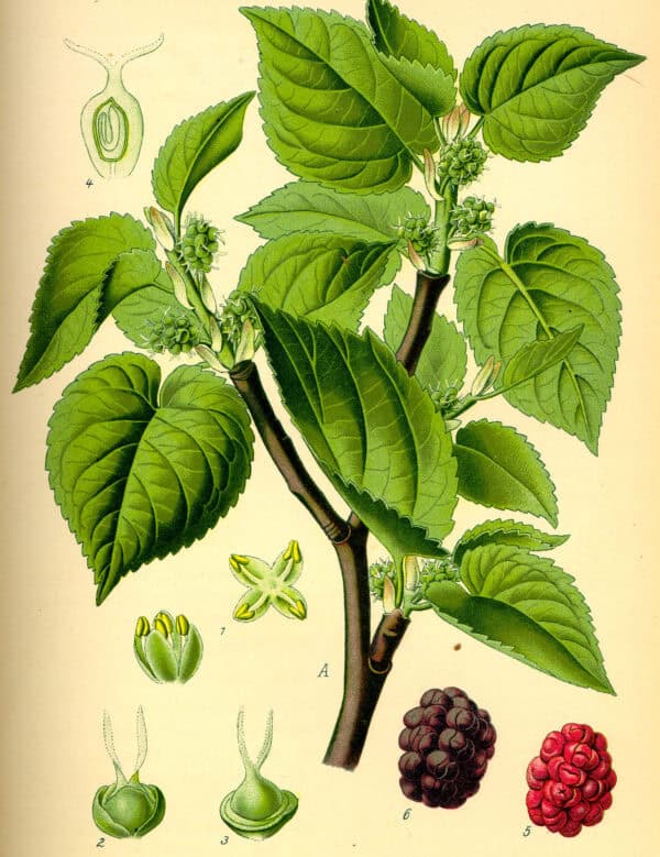 Morus ssp.