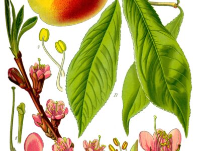 Prunus persica illustration