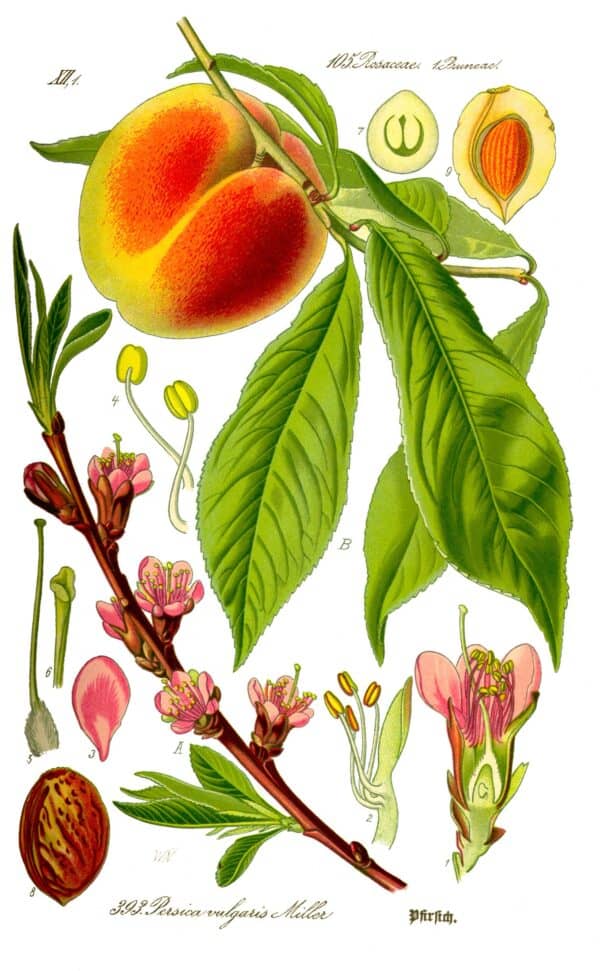 Prunus persica illustration