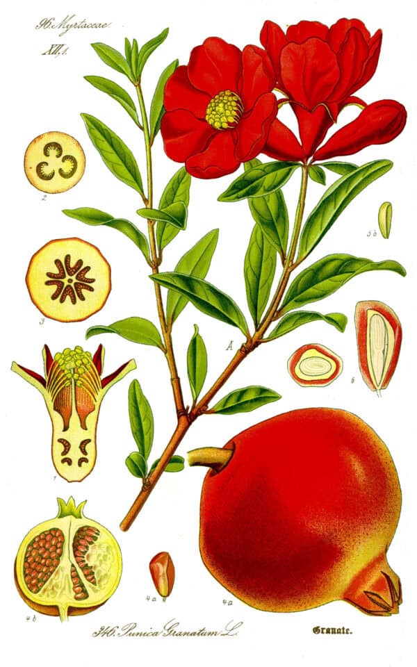 Punica Granatum - Grenadier