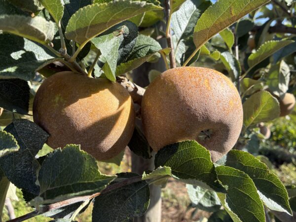 Pommier Canada fruits