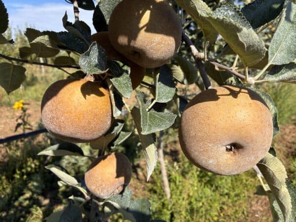 Pommier Canada fruits