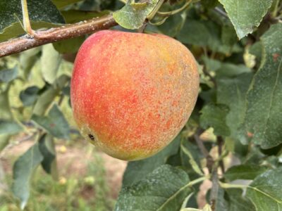 Pommier Jonagold fruit