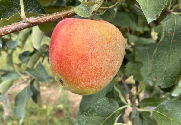Pommier Jonagold fruit