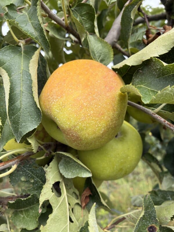 Pommier Jonagold fruits