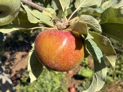 Pommier Nationale fruit