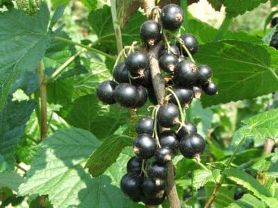 Ribes nigrum - Arno