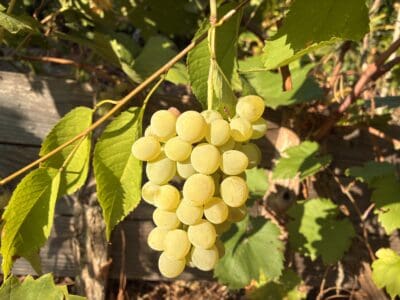 Vigne Muscat goldlife