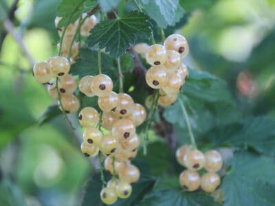 Ribes rubrum Umka - groseillier à grappes