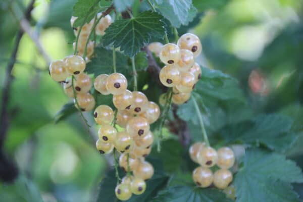 Ribes rubrum Umka - groseillier à grappes